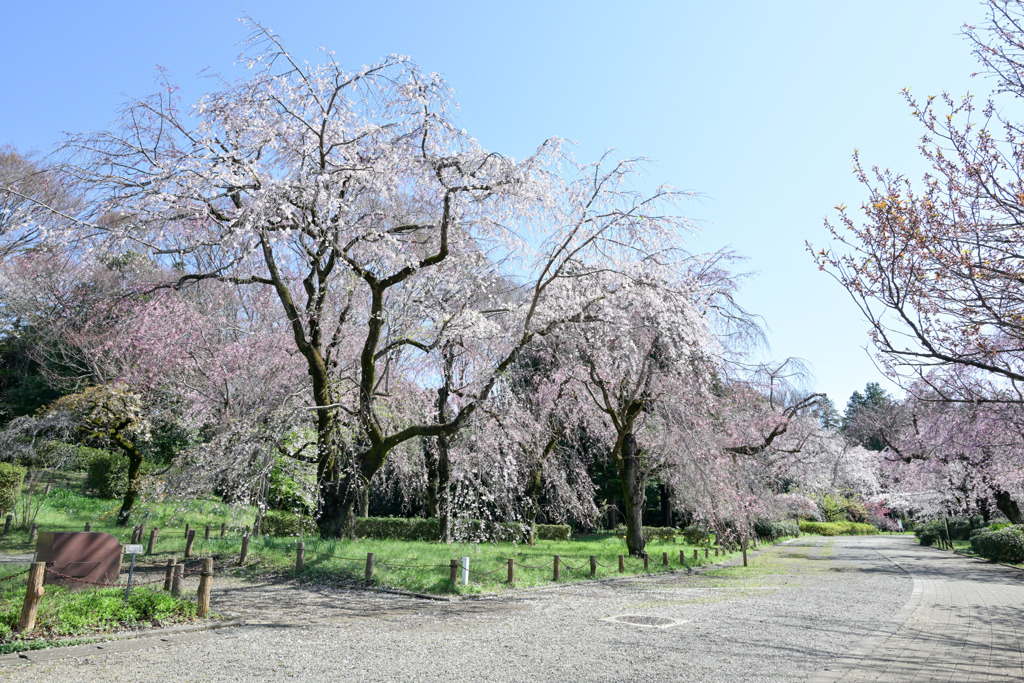 神代植物公園【さくら園のサクラ】①20250404