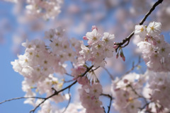 新宿御苑【桜：アメリカ】②20180325