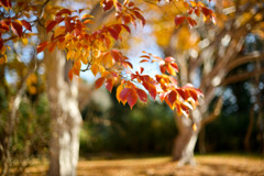 神代植物公園【シマサルスベリ】③20251130