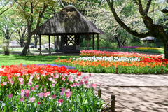 昭和記念公園【渓流広場の眺め(近景)】20250416