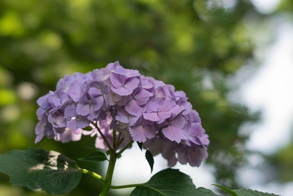 浄慶寺【紫紫陽花】20170617