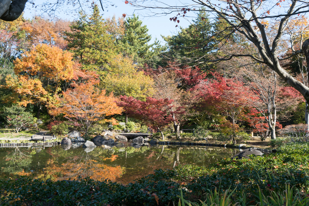 昭和記念公園【日本庭園：周遊道沿いの紅葉】③20231124