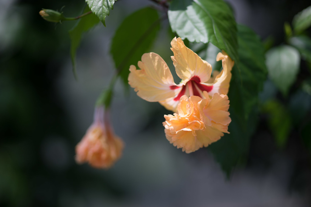 神代植物公園【温室の花：コロカシア・ファラックス】20180714