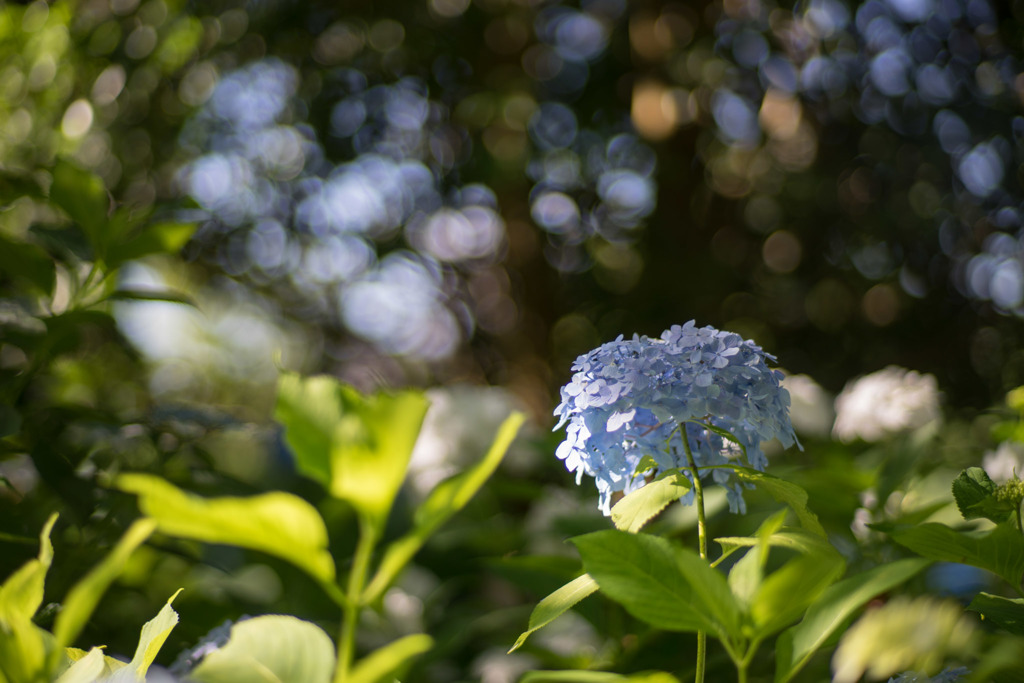 相模原北公園【紫陽花： 西洋アジサイ(青)】②20190616