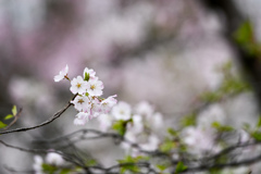 神代植物公園【サクラ：神代曙】③20240406