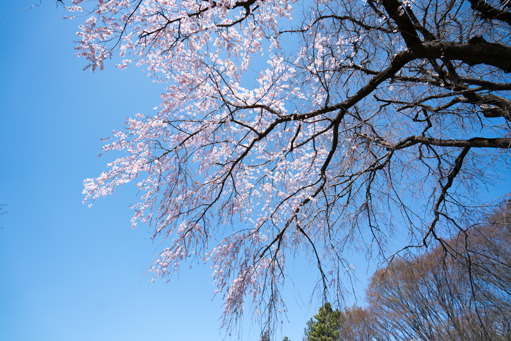 神代植物公園【枝垂れ桜】③20230319