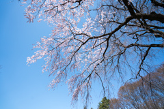神代植物公園【枝垂れ桜】③20230319