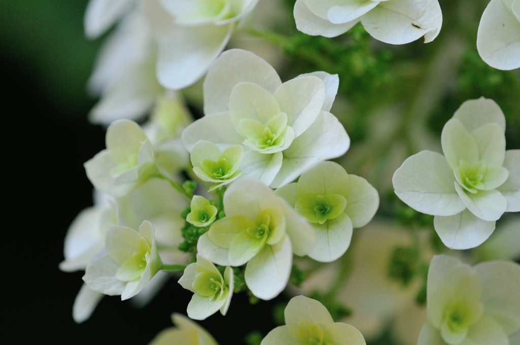 【紫陽花】②20140614