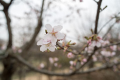 大船フラワーセンター【玉縄桜】①20200215