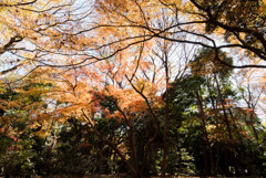 新宿御苑【西休憩所付近の紅葉】③20171209