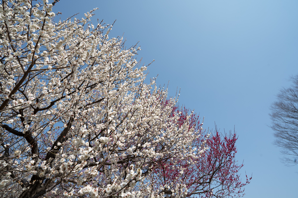 府中市郷土の森公園【梅の花：玉牡丹】①20220305