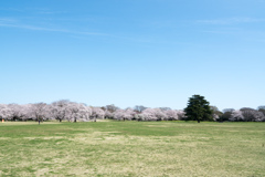 昭和記念公園【桜の園：みんなの原っぱからの遠景】20220402
