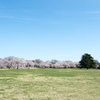 昭和記念公園【桜の園：みんなの原っぱからの遠景】20220402