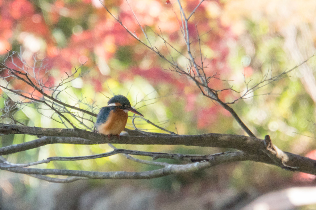 薬師池公園【鳥：カワセミ】20171119