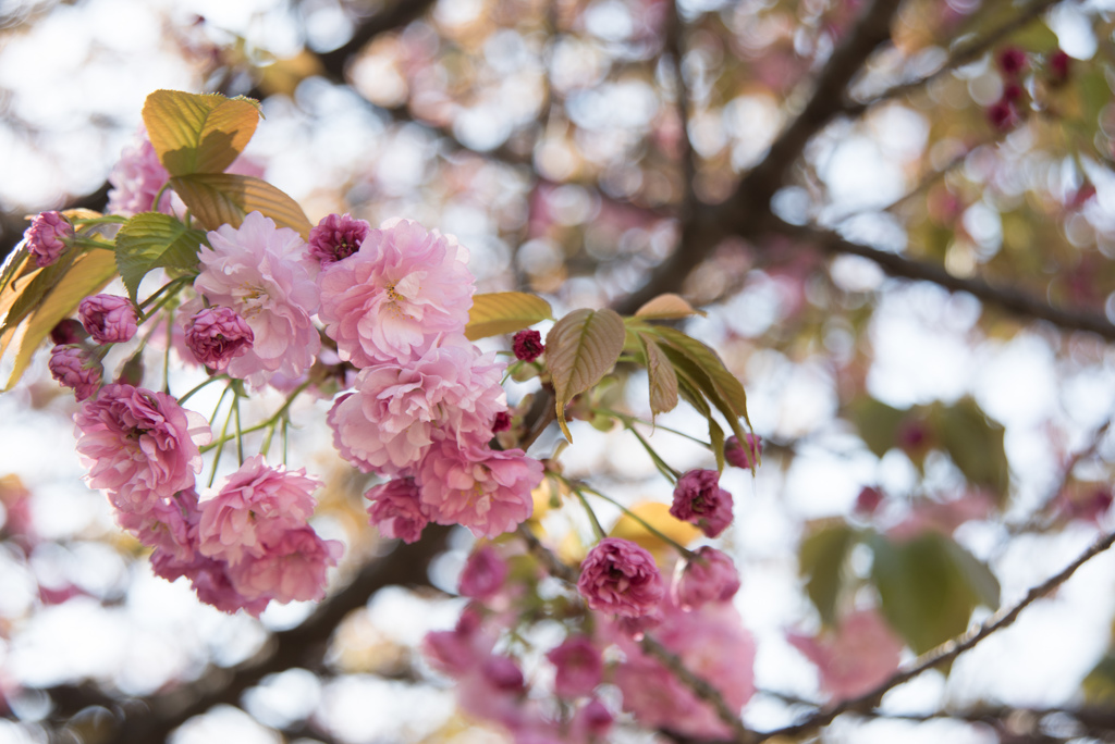 新宿御苑【桜：妹背】①20170416