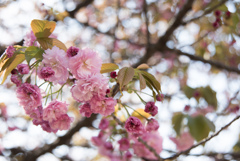 新宿御苑【桜：妹背】①20170416
