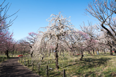 府中市郷土の森【梅：玉垣枝垂】①20230226