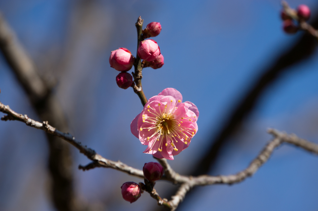 神代植物公園【梅：世界図】