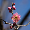 神代植物公園【梅：世界図】