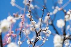 府中市郷土の森【梅：白加賀】④20210223