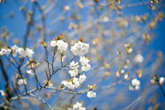 早春の神代植物公園【サクラ：寒咲大島】①20240322