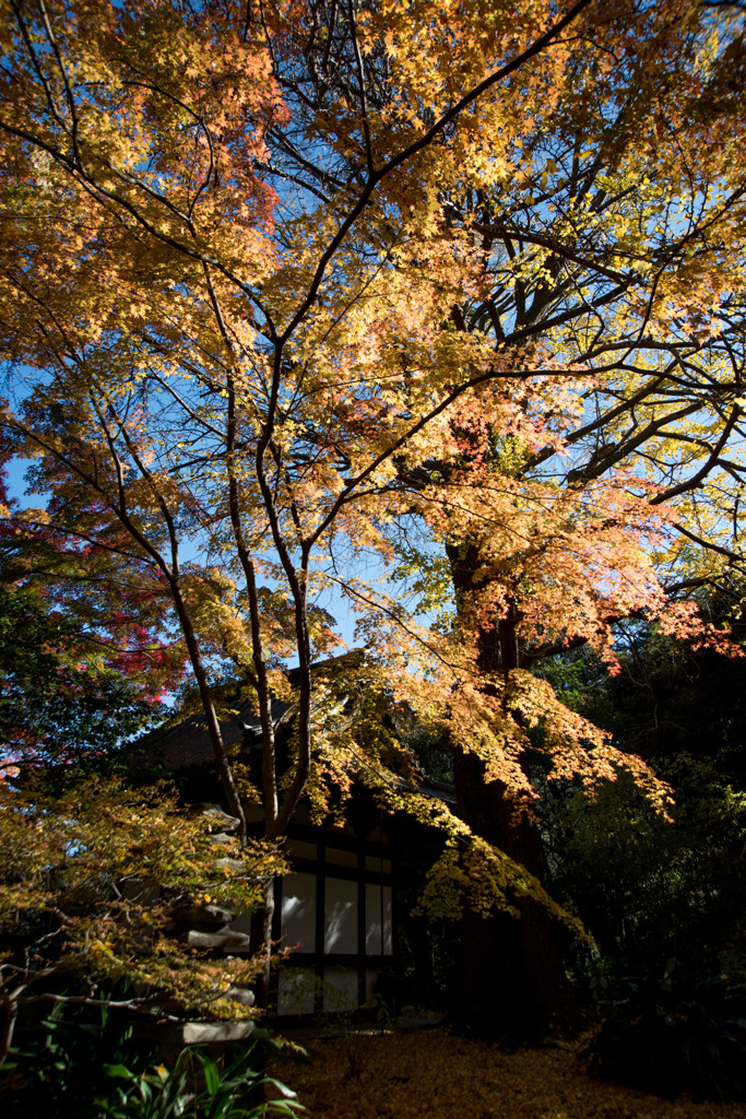 【三渓園(旧天瑞寺寿塔覆堂近辺)】①20151205