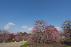 鈴鹿の森庭園【しだれ梅(早朝)】①20190316