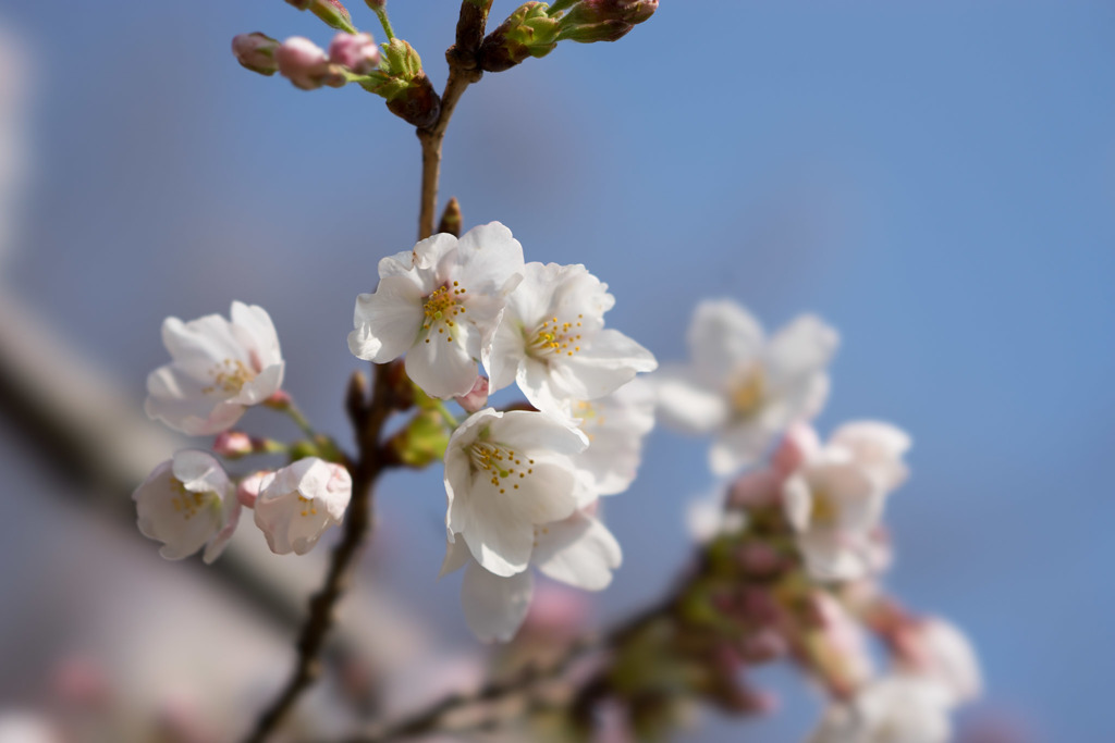 本牧山頂公園【桜：染井吉野】⑤20180324