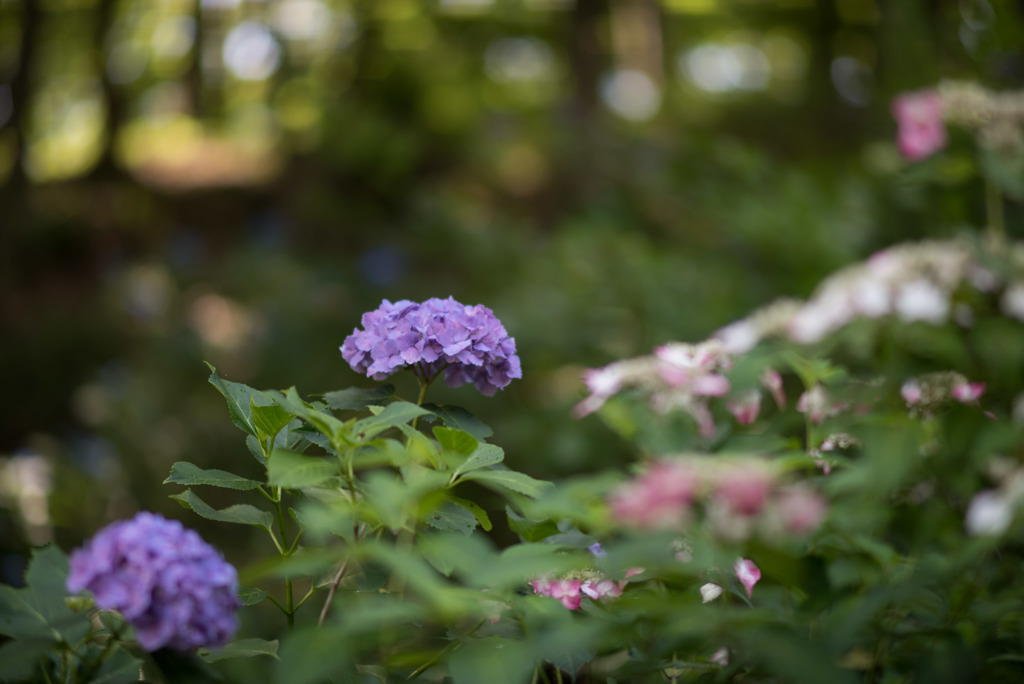 薬師池公園【紫陽花：青系アジサイ】①20180609