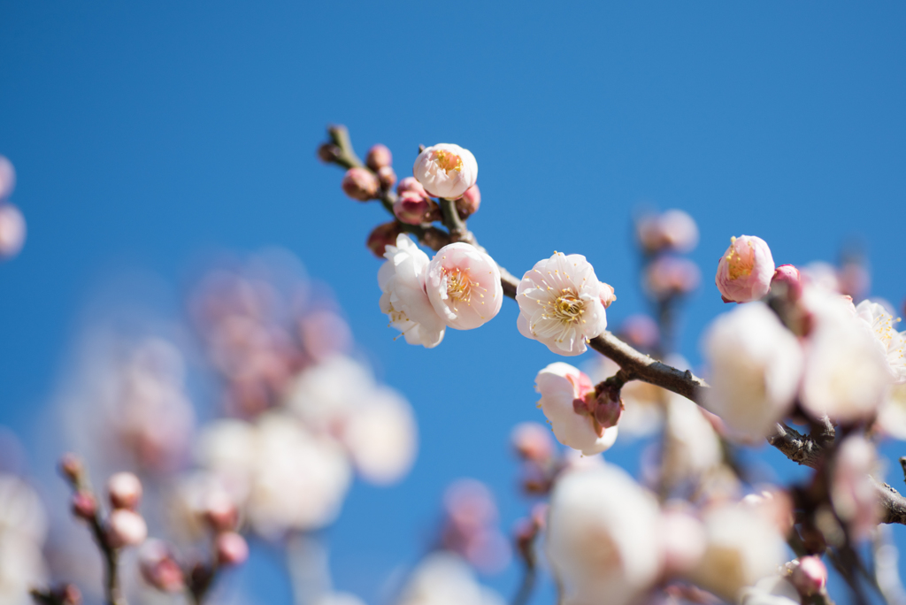 小田原フラワーガーデン【梅：淡路】②20170128