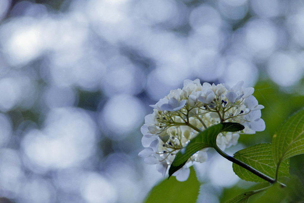 生田緑地のあじさい山 紫陽花 By 写真道楽人 Id 写真共有サイト Photohito