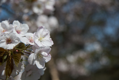 新宿御苑【桜：嵐山】①20170416