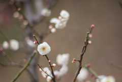 大倉山公園梅林【梅：玉牡丹】20190217