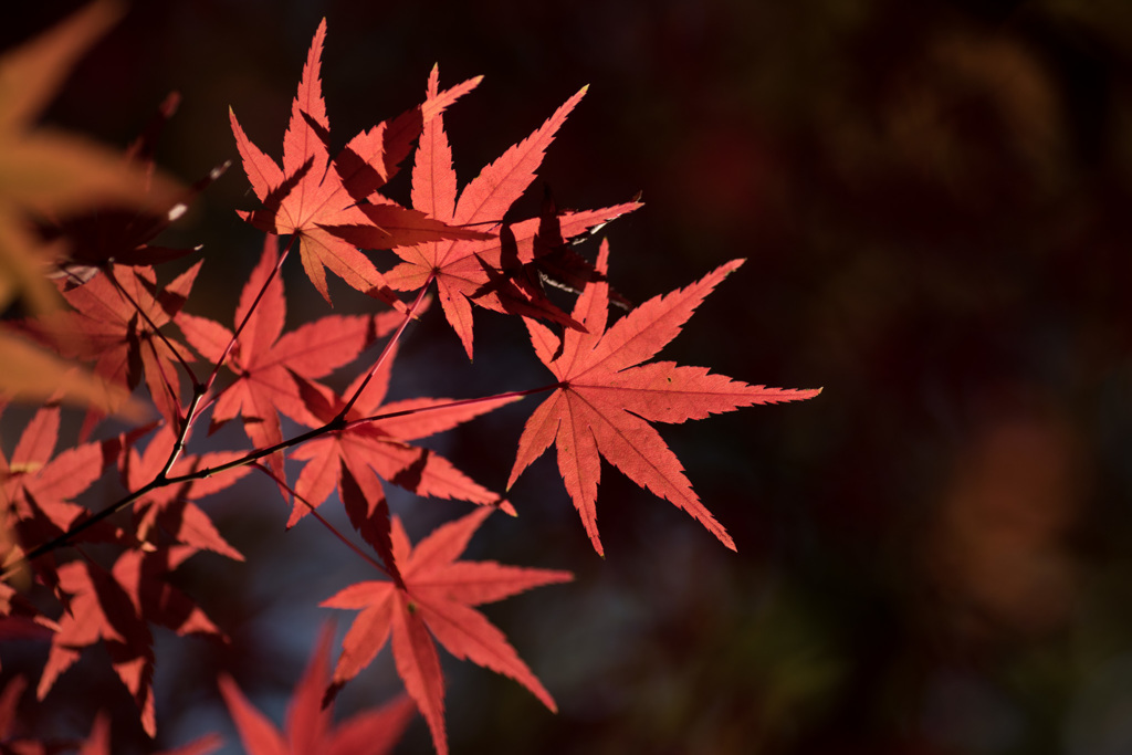 【ささぶねの道の紅葉】⑩20141123