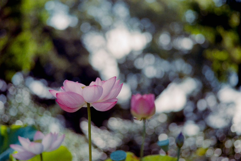 大船フラワーセンター【蓮の花：大石寺】20230711銀塩NLP