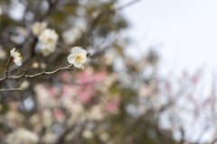 大船フラワーセンター【梅の花：田毎の月】20200215