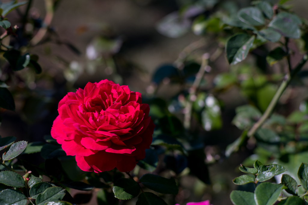 花菜ガーデン【秋バラ：レッド・レオナルド・ダ・ビンチ】20221023