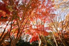 神代植物公園【自由広場(北口の紅葉)】②20251130