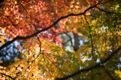 昭和記念公園【日本庭園：紅葉のアップ】④20211106
