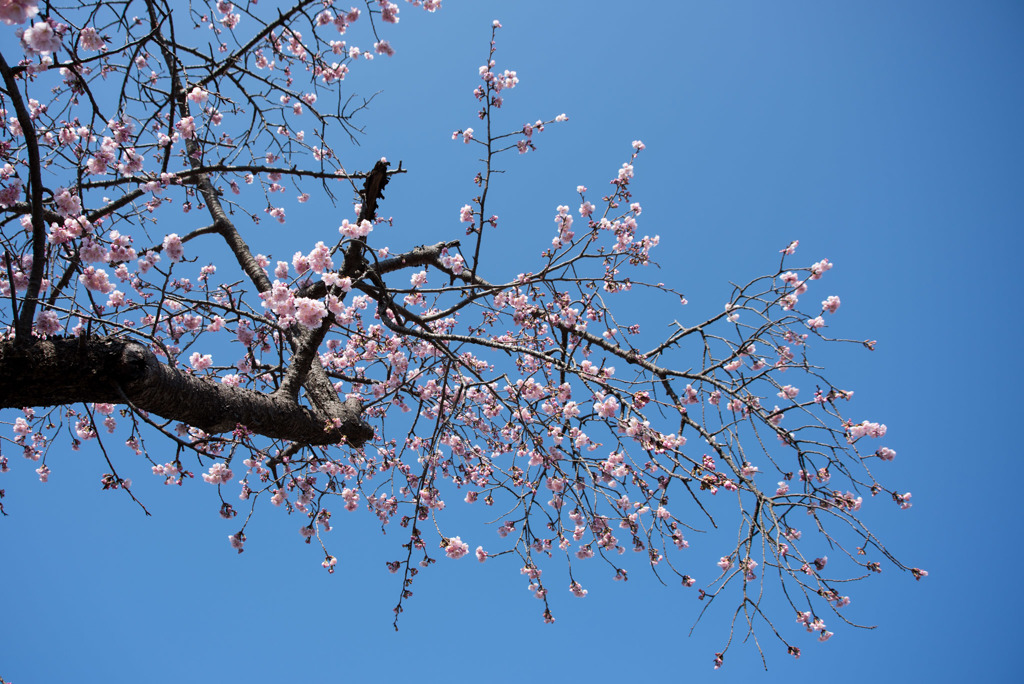 大船FC【桜：大寒桜】①20190309