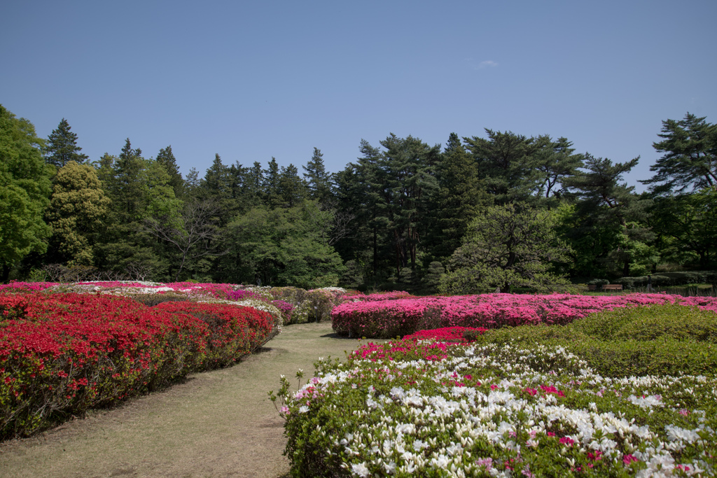 神代植物公園【つつじ園の近景】20230413