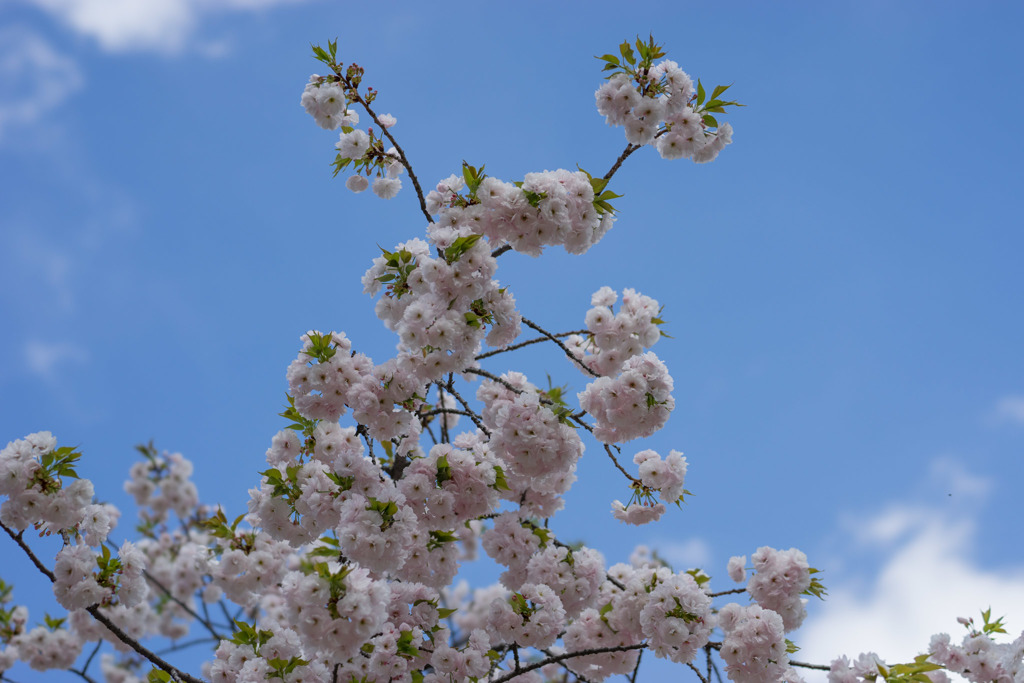 新宿御苑【里桜：一葉】②20180408