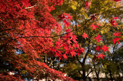 【ささぶねの道の紅葉】⑤20141123