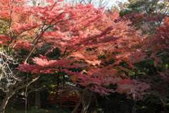 小石川後楽園【通天橋近辺の紅葉】20181201