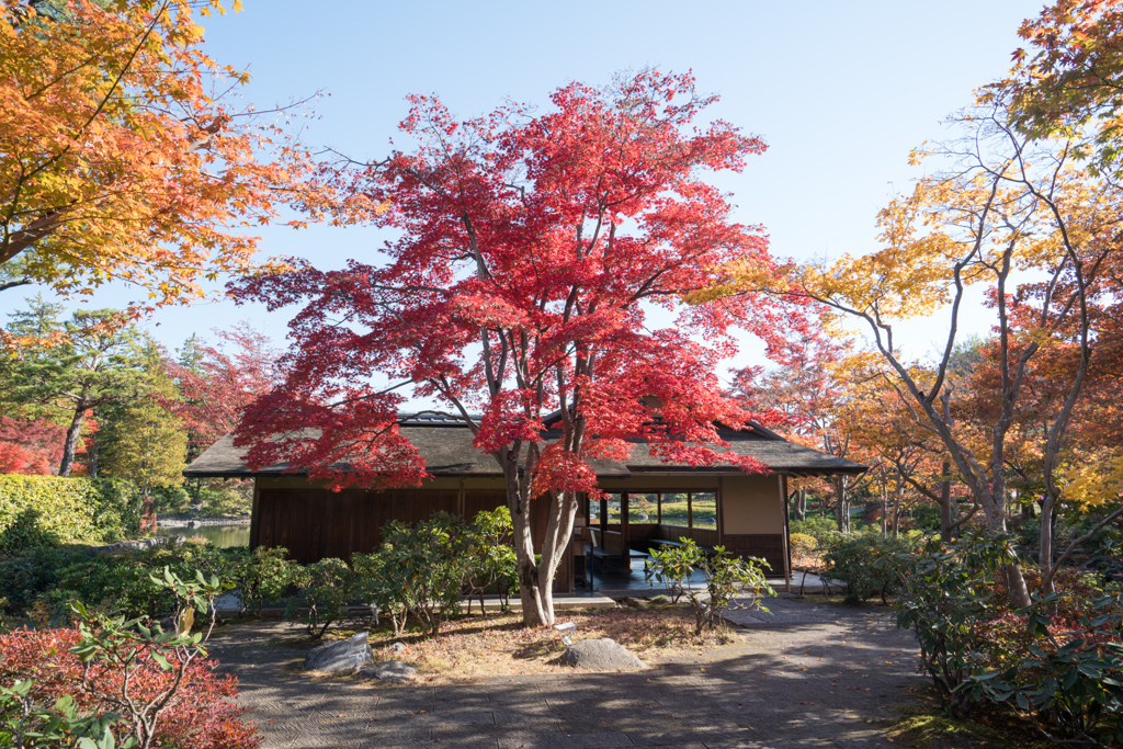 昭和記念公園【日本庭園：清池軒周辺の紅葉】②20231124