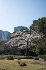 小石川後楽園【染井吉野】①20180325