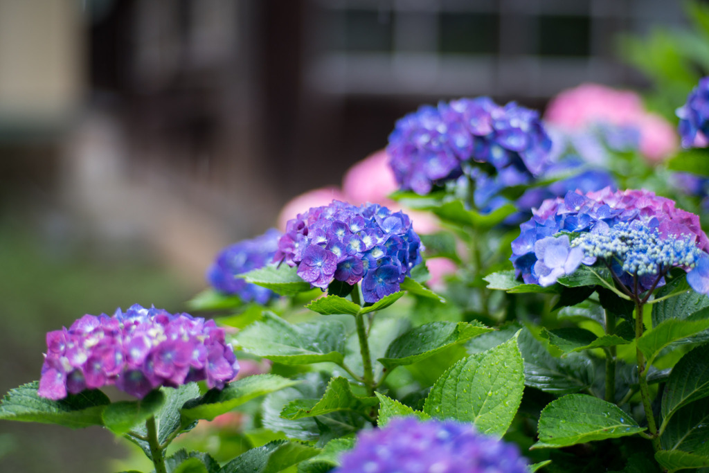 府中市郷土の森【アジサイ】a1、f=1.4_Planar_85mm