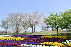 花菜ガーデン【枝百景の丘】②20250409