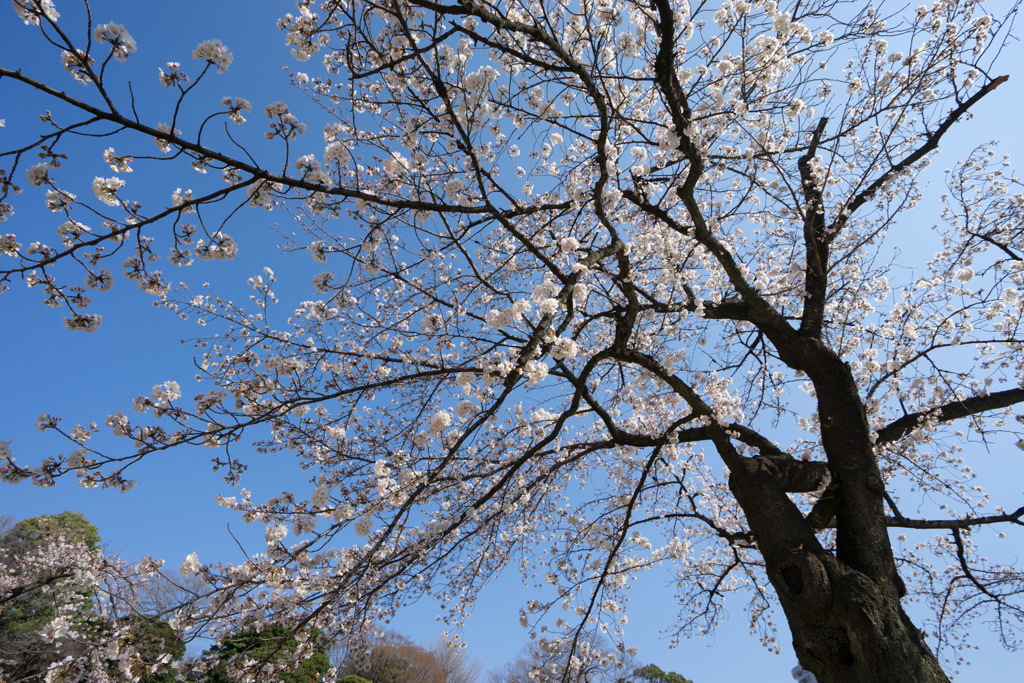 小石川後楽園【枝垂桜：馬場桜】③20180325