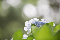 【昭和記念公園(輝いていた紫陽花たち)】①20160702